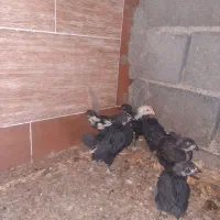 جوجه مرغ خروس جهادی بلک52روزه اکسنخورده پاینوبخون|حیوانات مزرعه|شاهرود, |دیوار