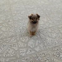 فروش سگ پا کوتاه