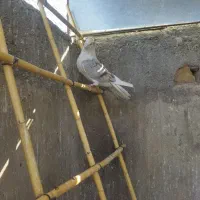 چند جفت کفتر|پرنده|ساوه, |دیوار