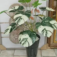 گل انجیری 18 برگ با گلدان فی 600|گل و گیاه طبیعی|کرمانشاه, |دیوار