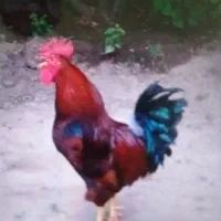 خروس  محلی شاه اسبی است