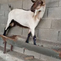 پازن آلپاین وسانن وکهره نر سانن|حیوانات مزرعه|خورموج, |دیوار