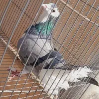 کفتر دمگیر ماده کاکلی|پرنده|اصفهان, شهرک کاوه|دیوار