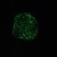 سنگ گوهر شب چراغ|کلکسیون اشیاء عتیقه|سهند, |دیوار