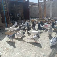 کفتر پرشی
