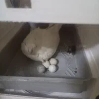 عروس هلندی رام|پرنده|تهران, شیوا|دیوار