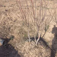 نهال الو فقط رسمی بخارایی حدوداصد عدد