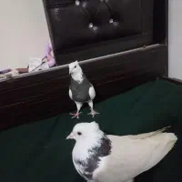 طوقی|پرنده|تبریز, |دیوار