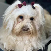 الو دامپزشک|خدمات آرایشگری و زیبایی|رشت, گلباغ نماز|دیوار