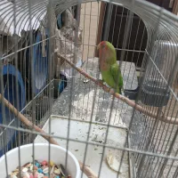 پرنده