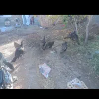 فروش ۶عدد بوقلمون ویک خروس