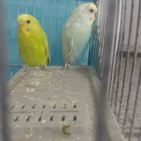 مرغ عشق|پرنده|زاهدان, |دیوار