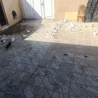 کبوتر طوقی ۴۰تایی چندتا تهرانی ی جفت سرخ