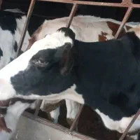 گاو شیری|حیوانات مزرعه|بجنورد, |دیوار