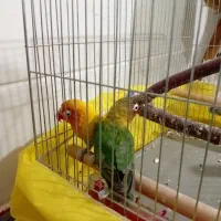 طوطی برزیلی جفت