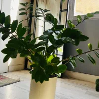 گیاه اپارتمانی