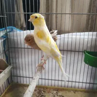 قناری|پرنده|قم, انسجام|دیوار