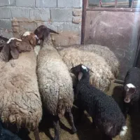 میش،یا گوسفند بره دار