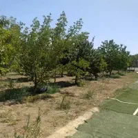 باغ ۲۷۱۰ متری بر جاده گردشگری حسنلو (نقده)|فروش زمین و ملک کلنگی|محمدبار, |دیوار