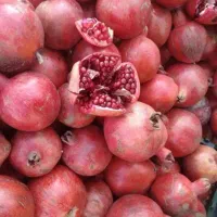 انار بجستان