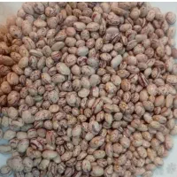 سلام فروش لوبیا چیتی دستچین