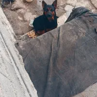 واگذاری فوری سگ ژرمن ماده اصل|سگ|زرگرشهر, |دیوار