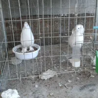 کبوترتعذینی پرشی