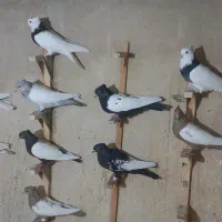 سینه و طوقی همه رنگی ماده|پرنده|شیراز, آزادگان|دیوار