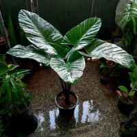 گل های آپارتمانی