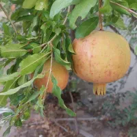 تاج خاتون باغچه خانه اجاره|اجارهٔ خانه و ویلا|سلفچگان, |دیوار