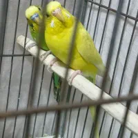 مرغ عشق|پرنده|قم, شاه ابراهیم|دیوار