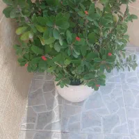 گل زیبا ی مرجان|گل و گیاه طبیعی|سنندج, |دیوار