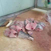 ماهی شیر و شوریده و میگو