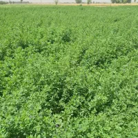 یونجه