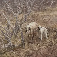 میش زایده با بره نر|حیوانات مزرعه|رفسنجان, |دیوار