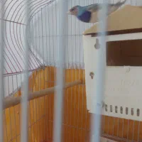 فنج گلدین|پرنده|سیرجان, |دیوار