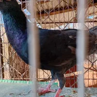 کبوتر پلاکی سیاه|پرنده|ساوه, |دیوار