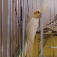عروس هلندی سه ماهه