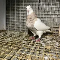 طوق اجری ایسونم