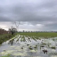تا دو ماه دیگه مال شما نیست اگر امروز تصمیم نگیرید|فروش زمین و ملک کلنگی|آستارا, |دیوار