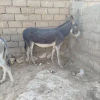 خر یا الاغ