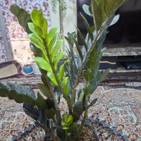 فروش گل زامفولیا سوپر بلک