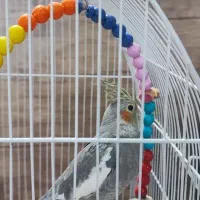 عروس هلندی ( خواهر و برادر)+ قفس شیک و بزرگ