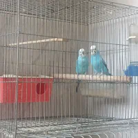 مرغ عشق و عروس هلندی|پرنده|مشکیندشت, |دیوار