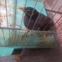 مرغ مینا سخنگو