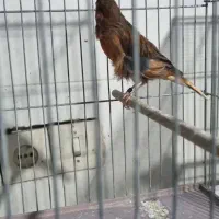 قناری|پرنده|اصفهان, کساره|دیوار