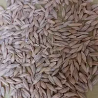 جو بذری شونه ای