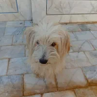 فروش قیمت ۲ ملیون تومان با تخفیف|سگ|کشکوئیه, |دیوار