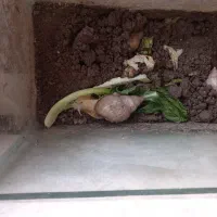 حلزون تخم گذار