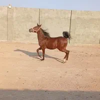 اسب کره مروان شاه نریون